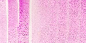 Cobalt Violet DANIEL SMITH Awc