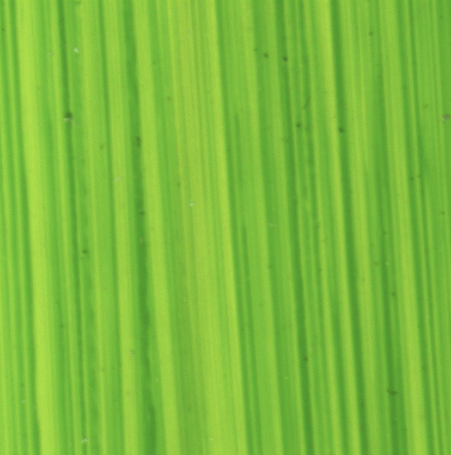 Bright Green Lake Michael Harding (116)