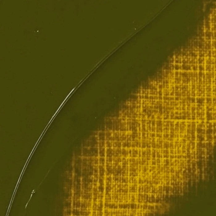 281 Transparent Yellow Green Rembrandt Artist Oil 40ml