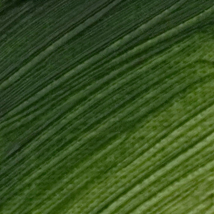 Langridge Terre Verte