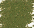 169 Moss Grey Green Sennelier Extra Soft Pastel - Click Image to Close