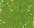 202 Leaf Green Sennelier Extra Soft Pastel - Click Image to Close