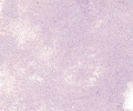446 Violet Brown Lake Sennelier Extra Soft Pastel - Click Image to Close