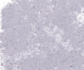 482 Violasceous Grey Sennelier Extra Soft Pastel - Click Image to Close