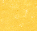 612 Cadmium Yellow Deep Sennelier Extra Soft Pastel - Click Image to Close